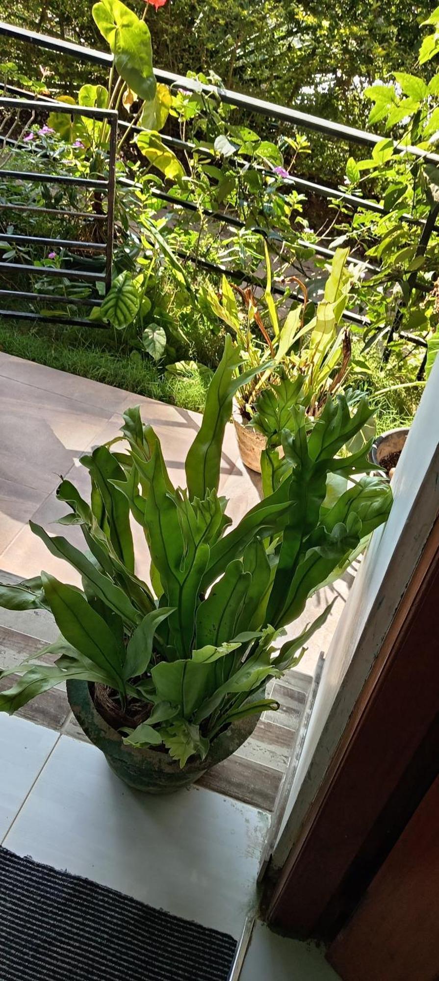 White Arcadia Cottage Ella Ngoại thất bức ảnh
